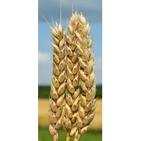 Пшениця м’яка озима Богдана Еліта