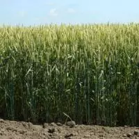 Пшениця м’яка озима Подолянка Еліта